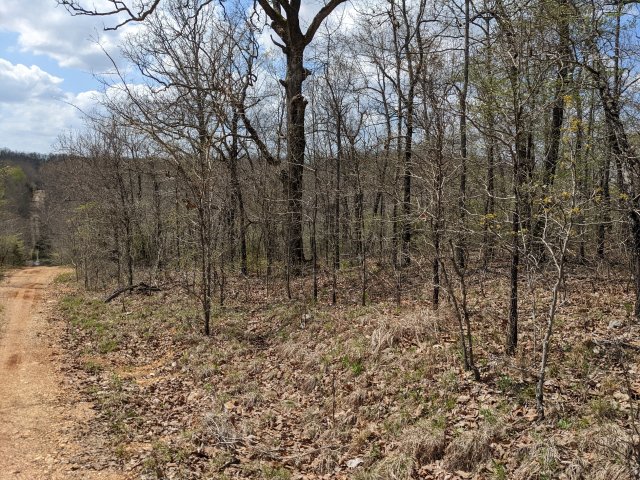 Trees at 4.9 acre tract for sale