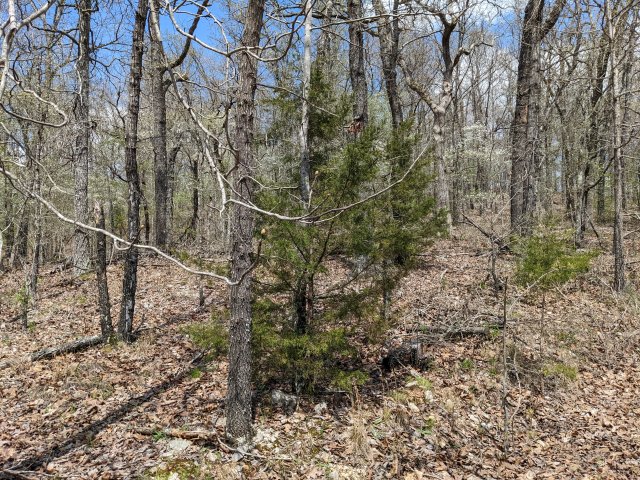 Great trees at 4.9 acre tract for sale